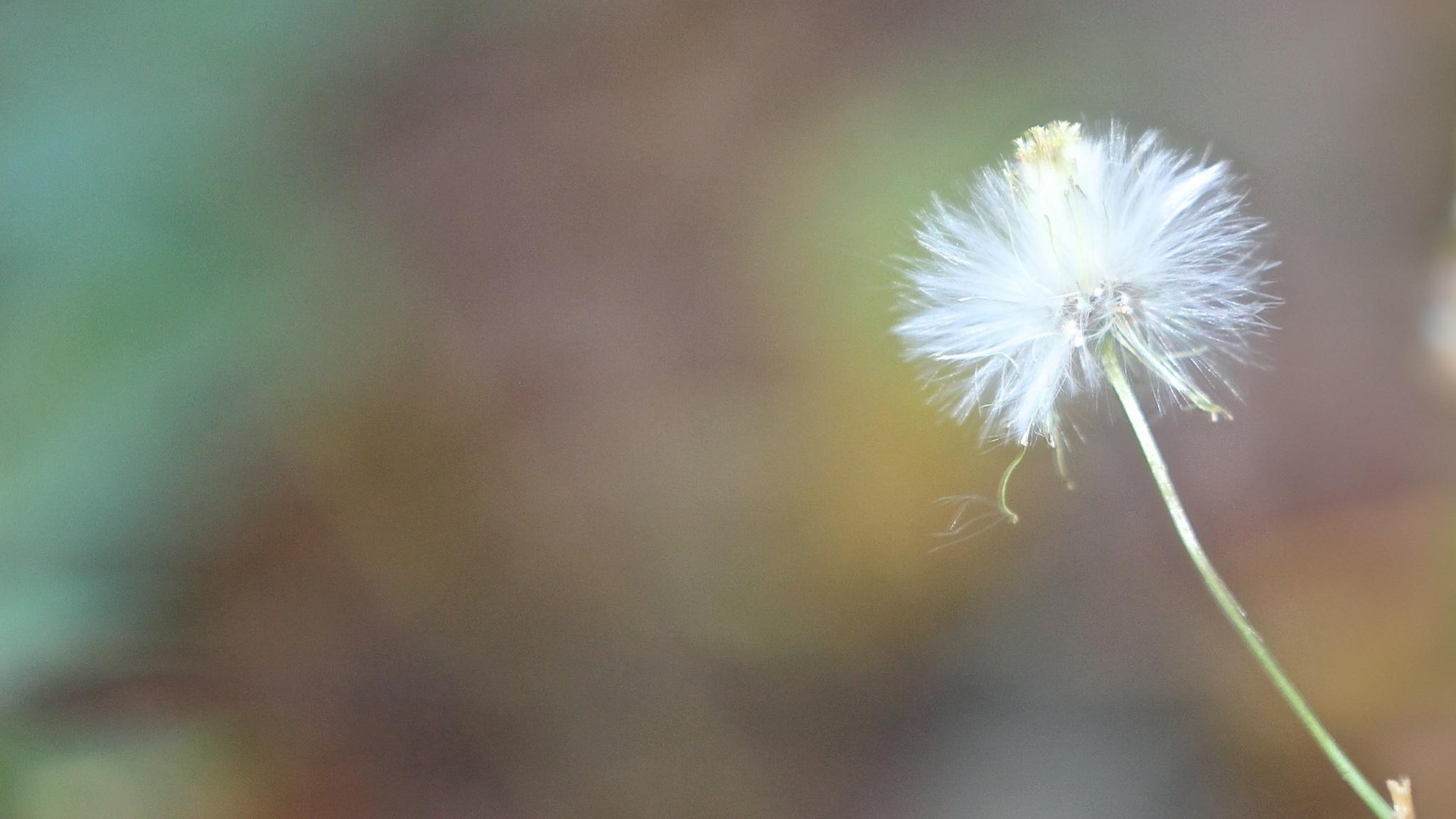 A single seed head held against a softly blurred autumn field